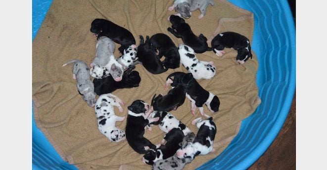 Great Dane Gives Birth To Record 19 Puppies