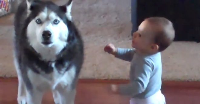 Husky And Baby Caught Hilariously Deep In Conversation