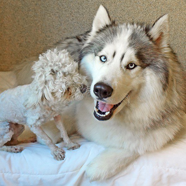 Husky And Poodle Found Wandering The Streets Are The 'Most Adorable