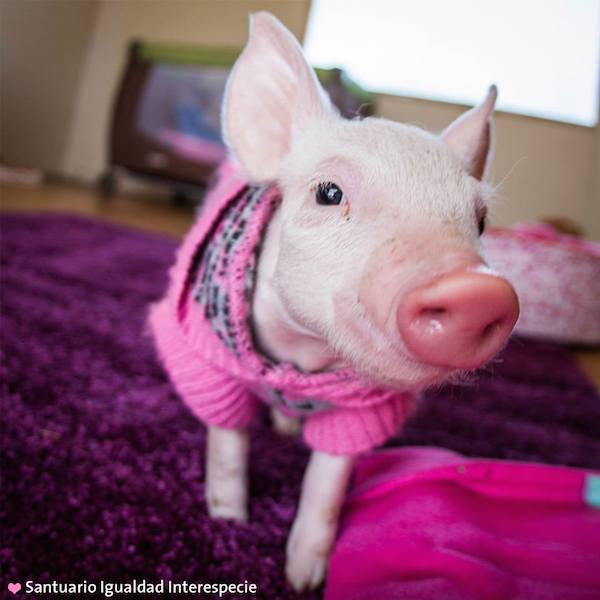 Rescued Piglet And Kitten Help Each Other Heal