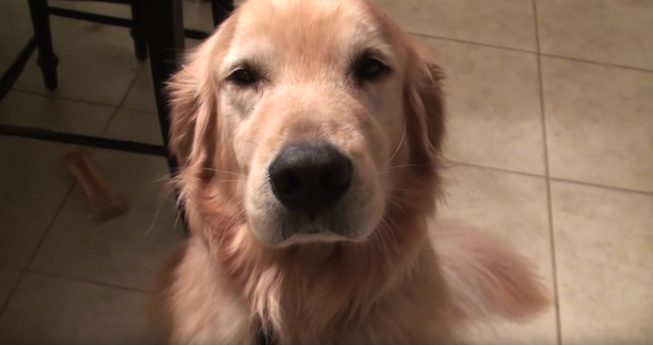 Golden Retriever Does The Cutest Thing When His Human Comes Home From ...