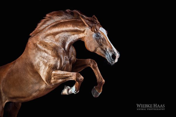 Beauty Of Horses Captured In Photographers Stunning Portraits