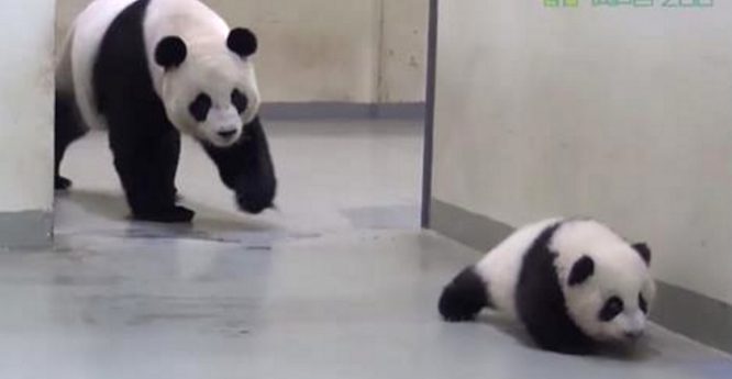 Adorable Baby Panda Sneaks Away From Mom To Go Exploring