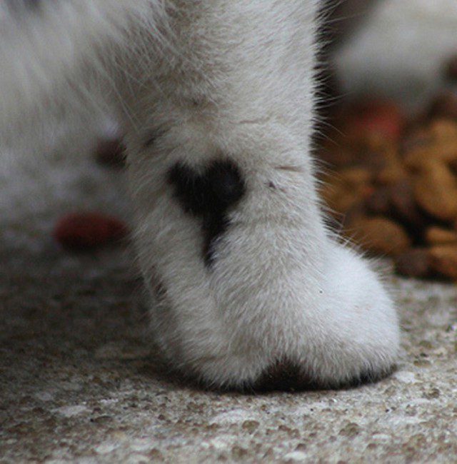 Ever seen a cat. Алиса покажи лапы.