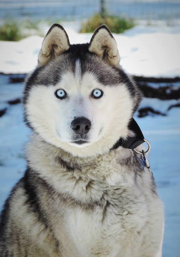 Husky Who Spent His Life On Chain Experiences His First 'Freedom' Run