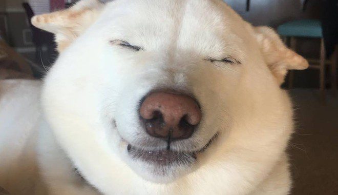 Rescued Shiba Inu Melts Hearts With Her Adorable Squinty Smile