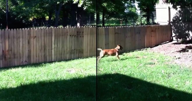 Man Proudly Shows Off His New Fence To Keep His Dog Safe Only To Have 