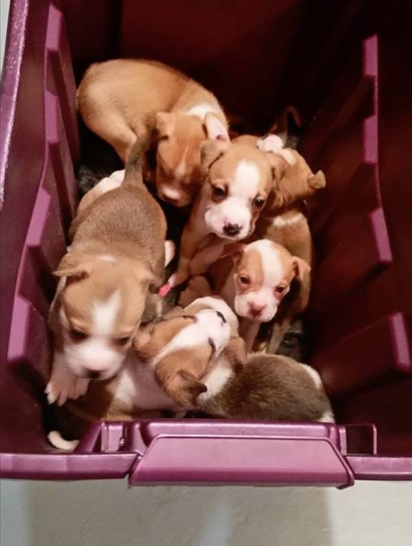 Dumped Mama Dog Reunites With Her Litter Of Pups In Heartwarming Rescue