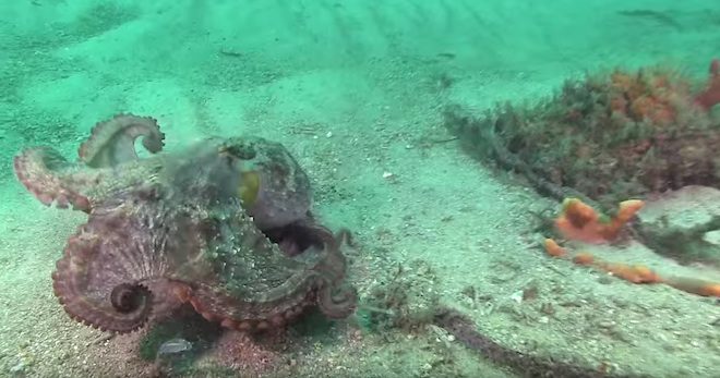 Octopus Discovers He Is Not The Only Master Of Disguise