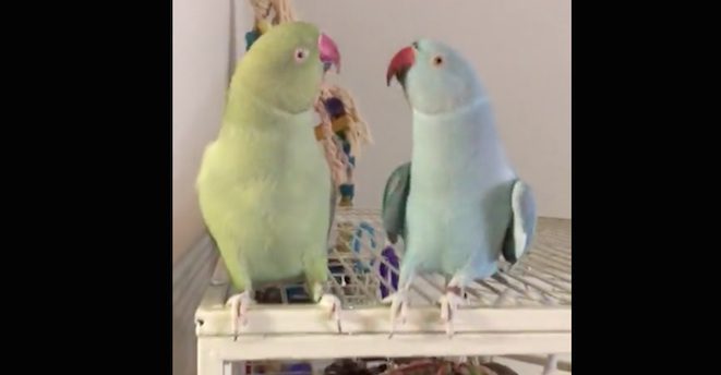 Parrot Brothers Show How Much They Love Each Other In Sweetest Way