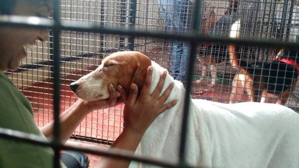 beagles rescued from lab