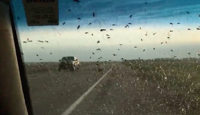 driver s view blocked by huge swarm of mosquitos view blocked by huge swarm of mosquitos