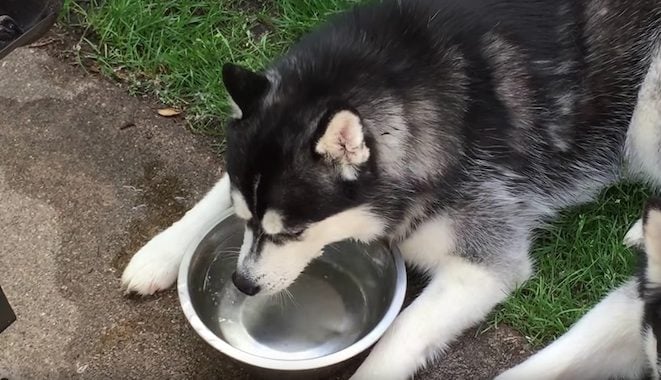 husky water bowl