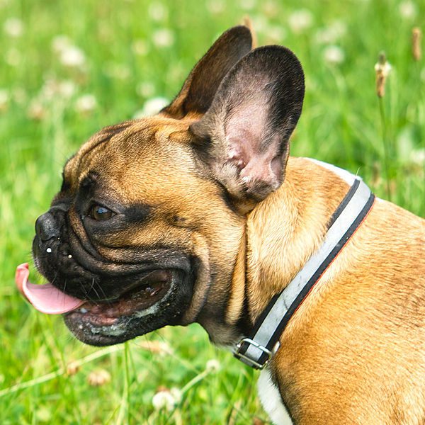 dogs-summer-1