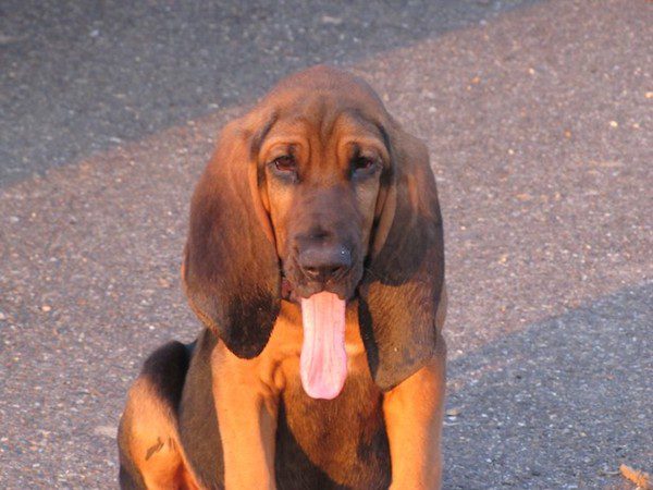 dogs-summer-2