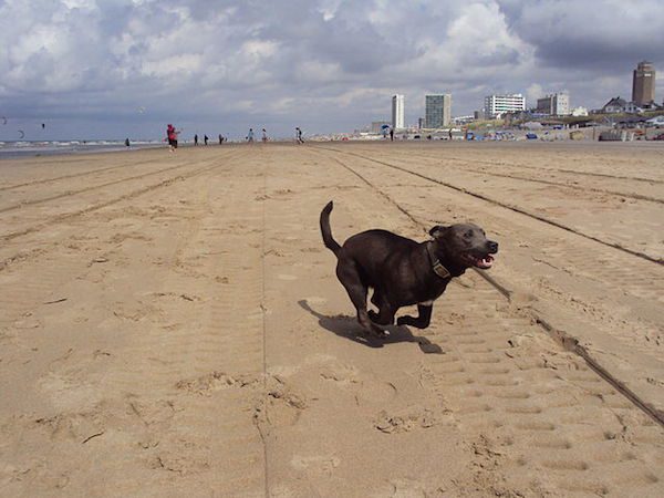 dogs-summer-3