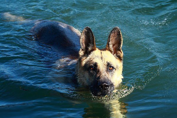 dogs-summer-5