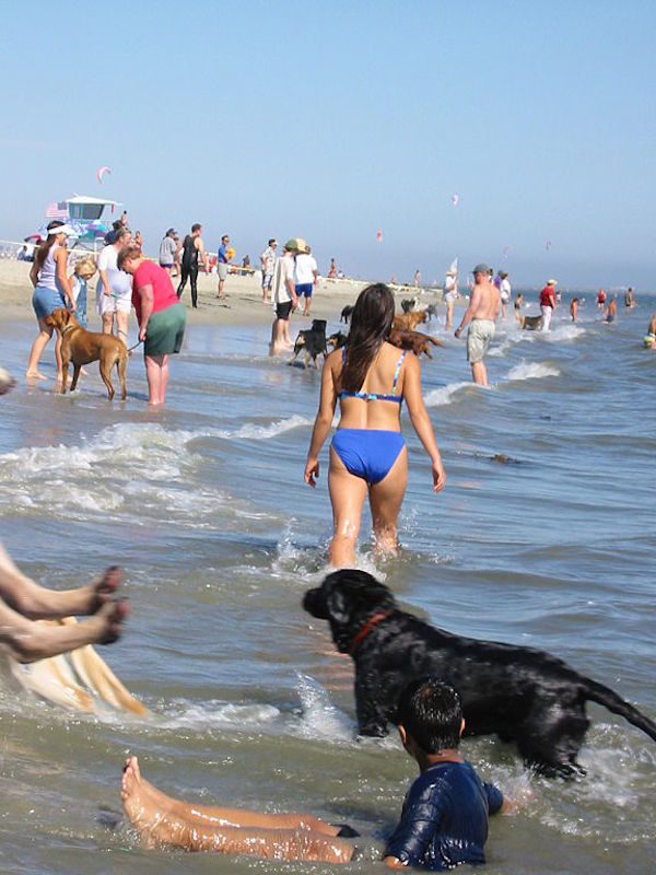 dogs-summer-6