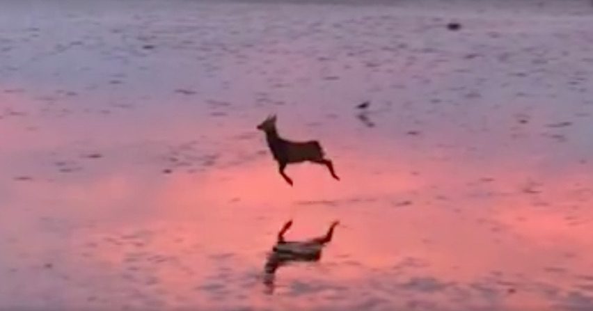 bouncy deer