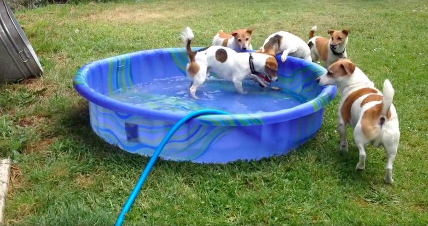 Jack Russell Terriers Adorably Battle Garden Hose