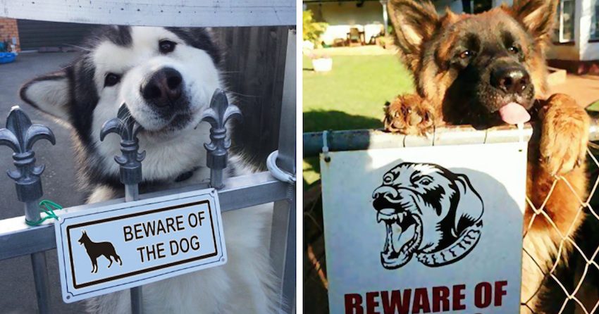 12 'Scary' Dogs Behind 'Beware Of The Dog' Signs