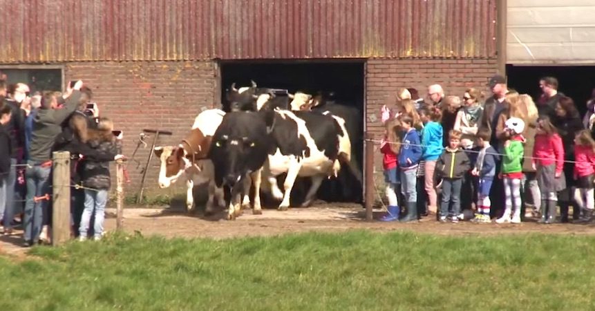 Cows Jump For Joy When They See Sky And Grass For First Time In 6 Months