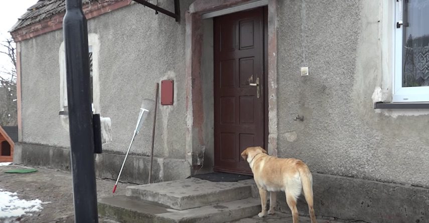 Clever Dog Rings Doorbell When She Wants To Be Let Back Inside