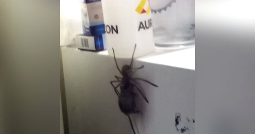 Man Freaks Out When Neighbor Shows Him Spider Eating A Mouse In His House