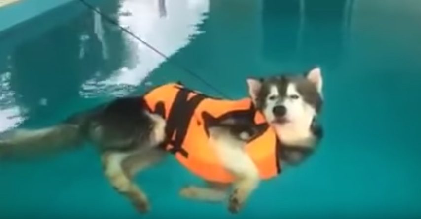 husky in life jacket floating