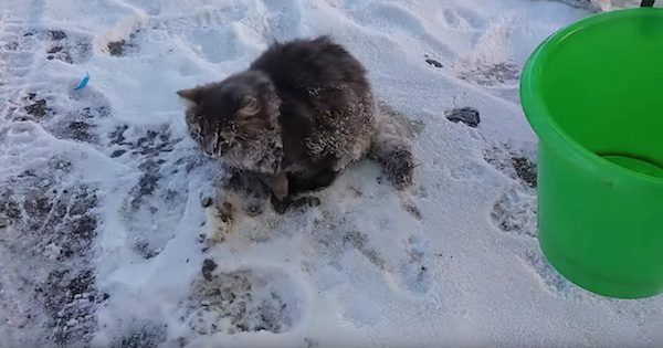 Couple Rescue Stray Cat Frozen To The Ground