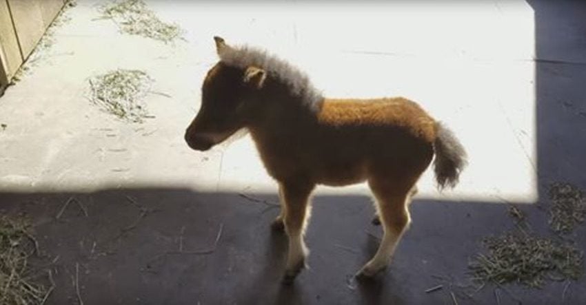 baby mini pony