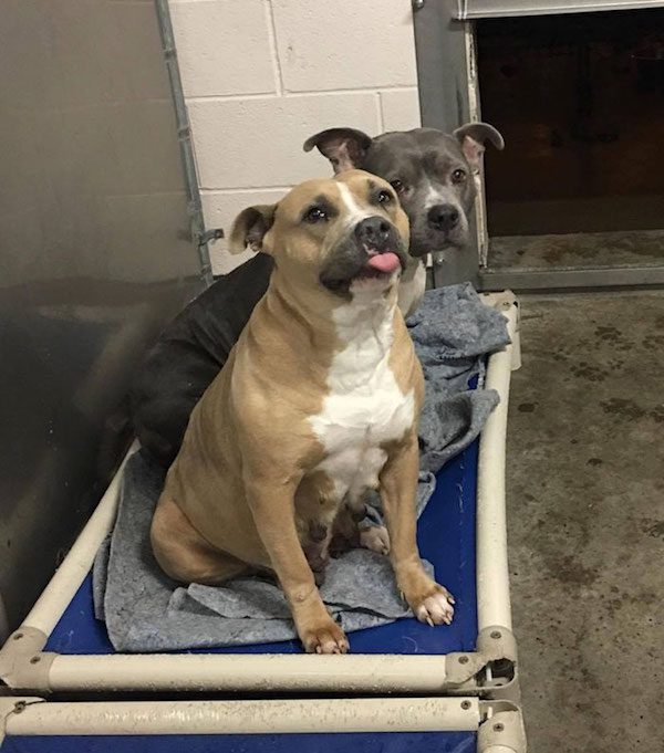 Shelter Dog Learns How To Smile To Capture The Hearts Of Adopters