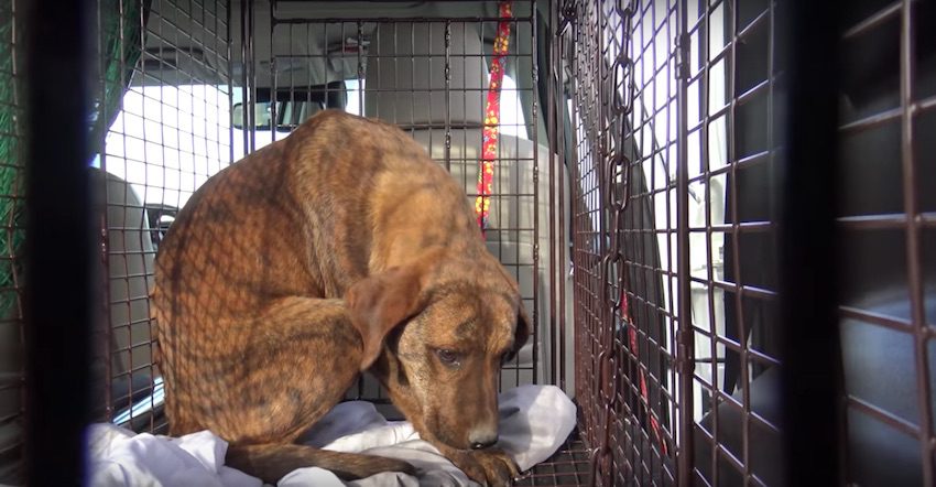 Homeless Puppy Hiding In Pipes Growls When Rescuers Arrive To Save Him