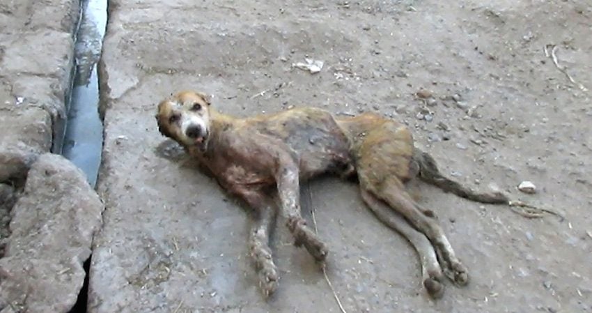 Hopelessly Wounded Street Dog Was A Day Away From Dying, But He Was Not ...