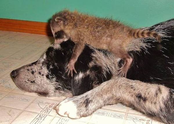 Capybara And Rescued Animals At Refuge Have Formed The Most Incredible ...