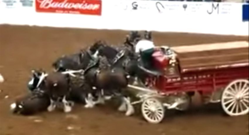 Budweiser Clydesdales tangled in San Antonio, Texas rodeo accident