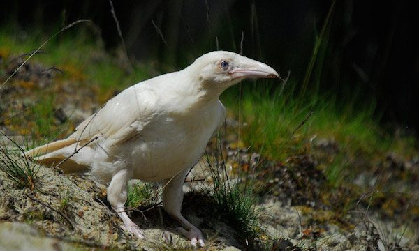 Photographer Uncovers The White Ravens Of Legend In West Coast Forest