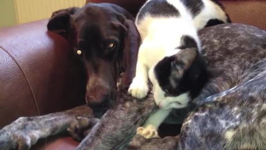 Dog Is Completely 'Chill' With Affectionate Cat Taking A Nap On Him