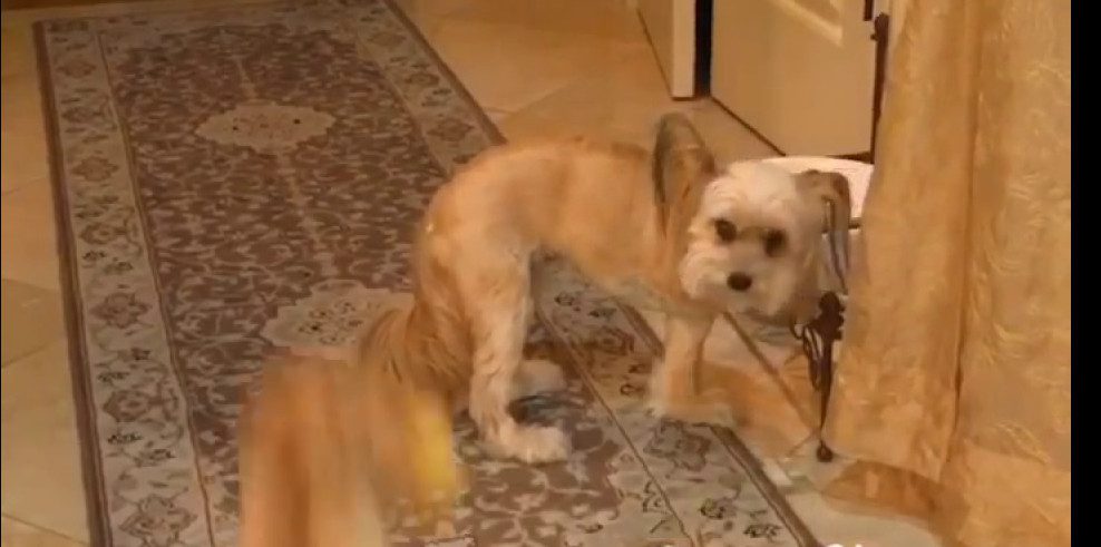 Three-legged Dog With 'zoomies' Distracts Her Sister At Breakfast