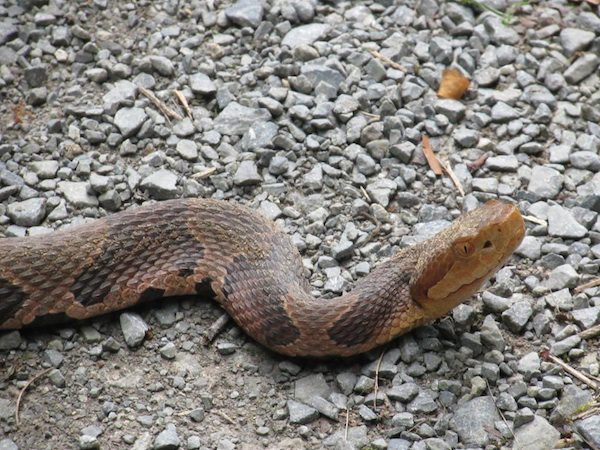 Heroic Pit Bull Hears Child's Screams And Runs To Save Him From Snake