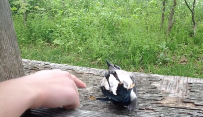 Girl Gently Pokes Blue Jay That Appears Dead And Gets Big Surprise