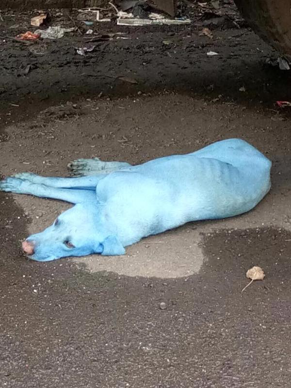 why are there blue dogs in mumbai