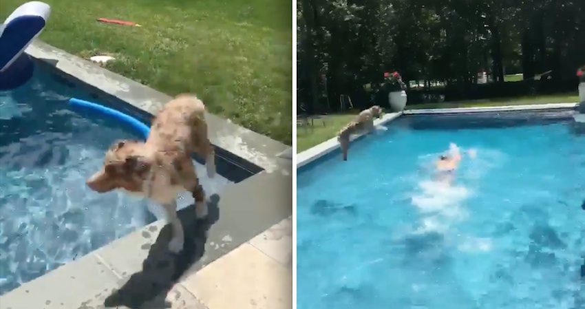 Dog Hilariously Cannonballs Into Pool And Gives His Dad A Huge Surprise