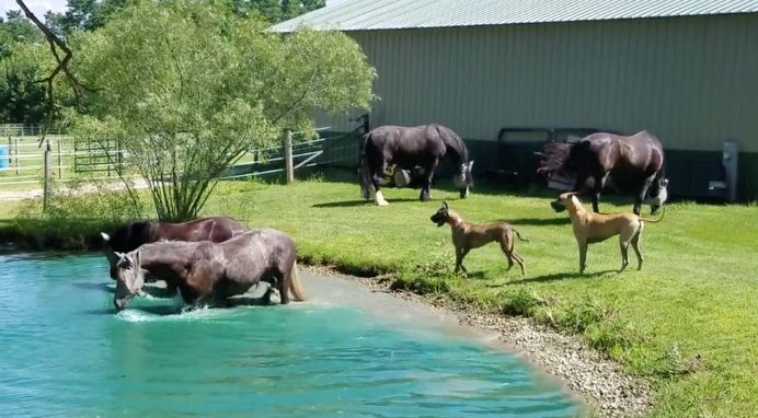 Great Danes Want To Join In On The Fun When They See Horse Splashing In ...