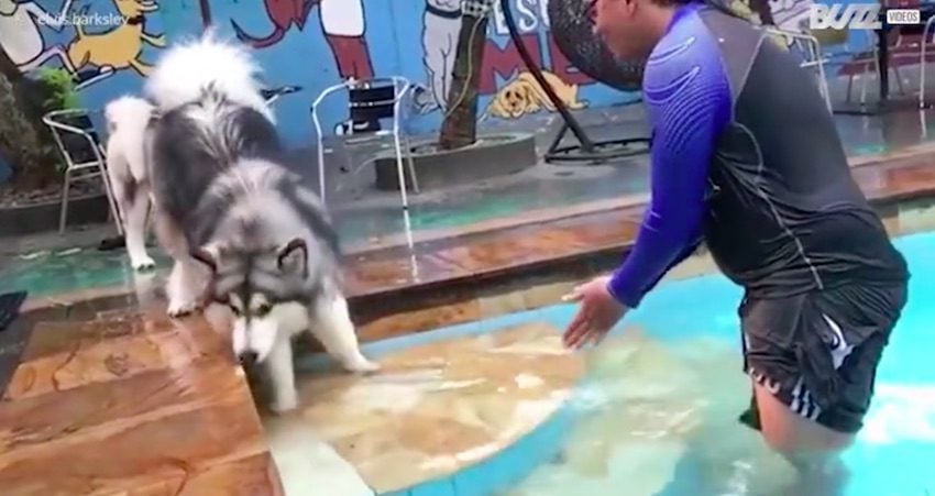 does the alaskan malamute like to swim