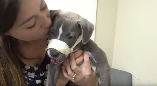 Puppy Found Wandering Streets With Horribly Broken Jaw Gets Lifesaving Help