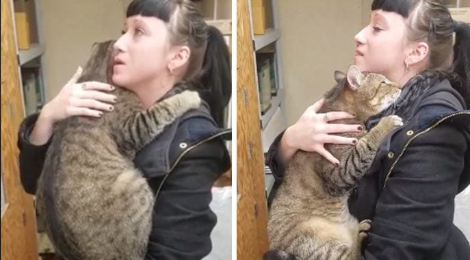 Shelter Cat Who Loves Hugs Finds Forever Home After Video Goes Viral
