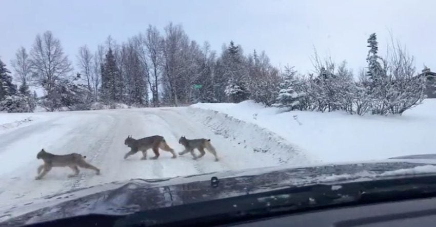 Woman Amazed When Three Lynx Cross Road, Shocked When More Keep Coming