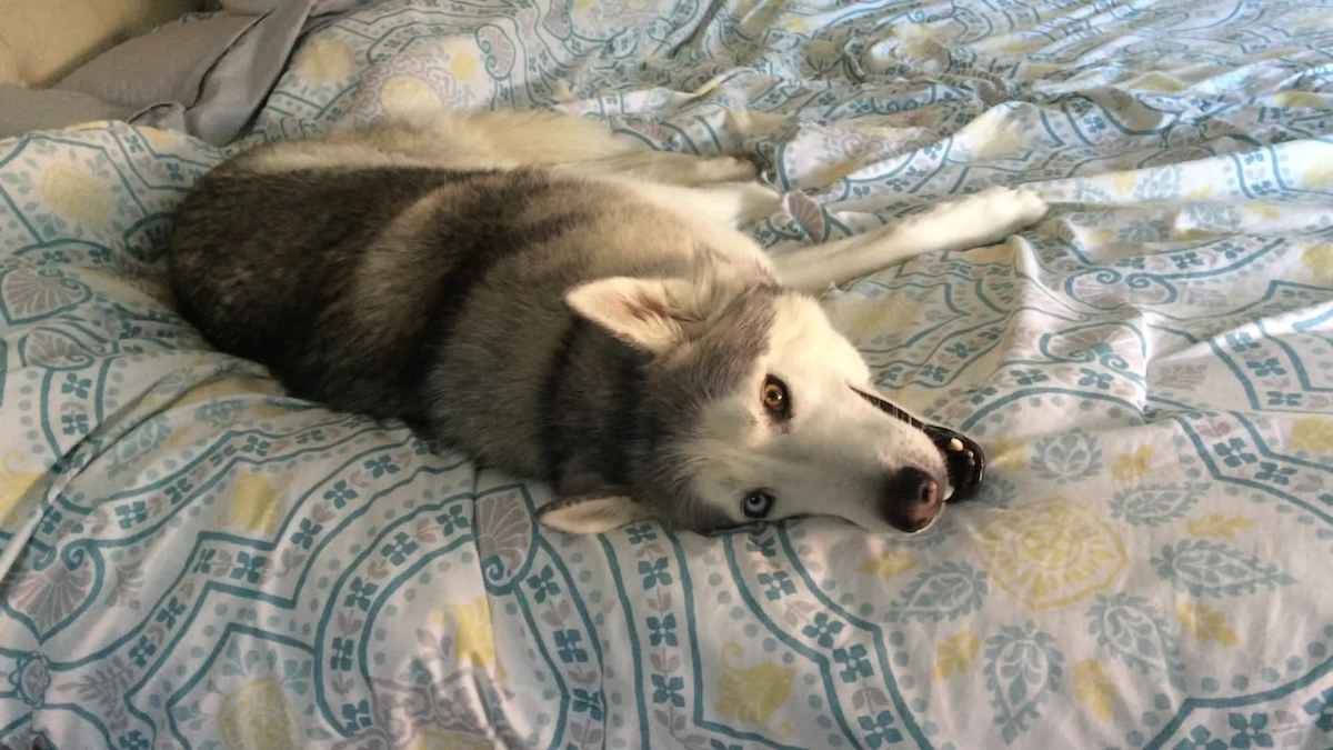 Mom Asks Her Dog To Get Off The Bed, Husky Gives Her An Earful