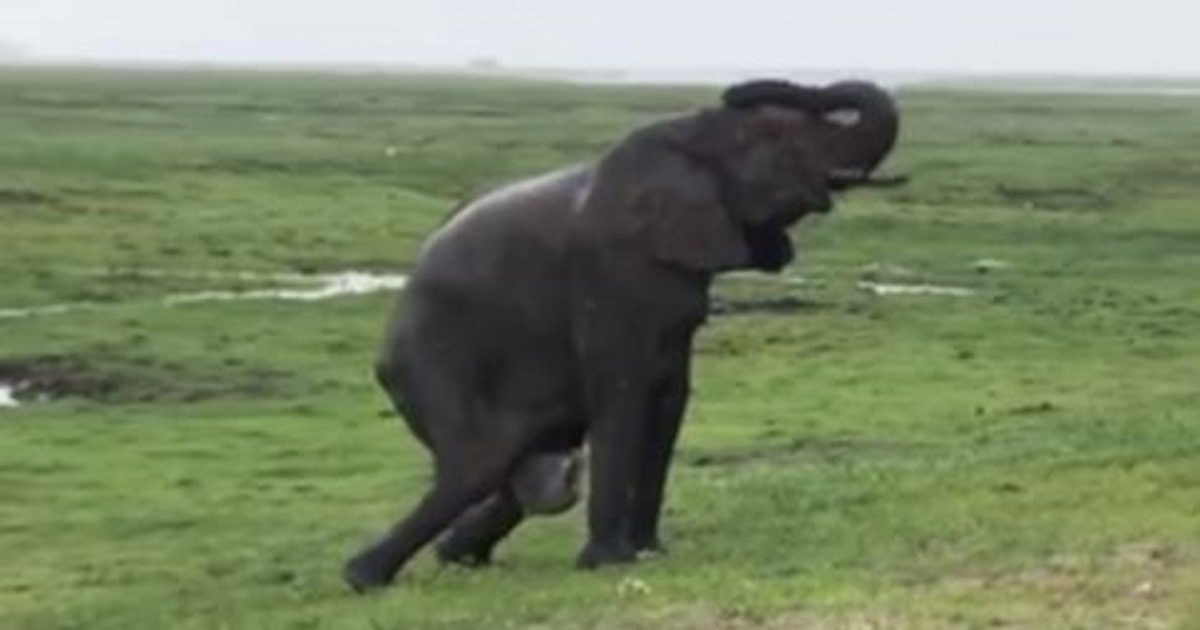 Elephant Gives Birth In Middle of a Safari, Seconds Later The Herd